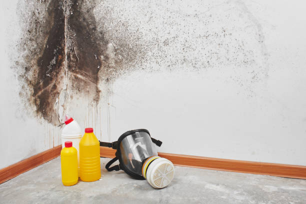 Best Black Mold Remediation in Jupiter Farms, FL