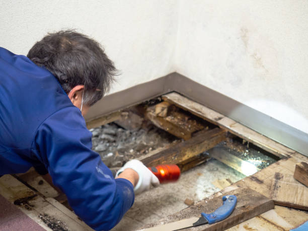 Trusted Jupiter Farms, FL Mold Remediation Experts
