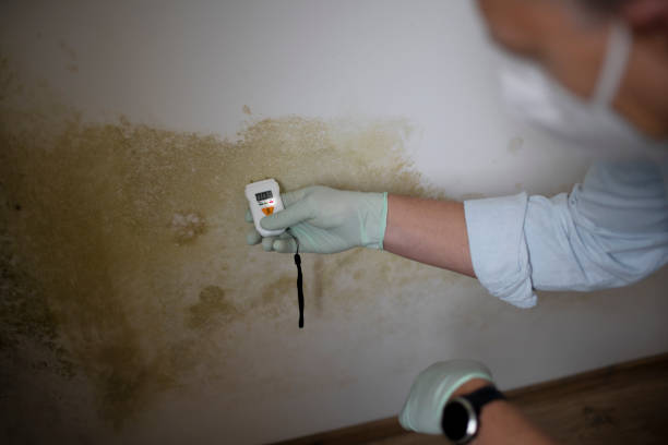 Best Mold Remediation for Specific Building Types in Jupiter Farms, FL