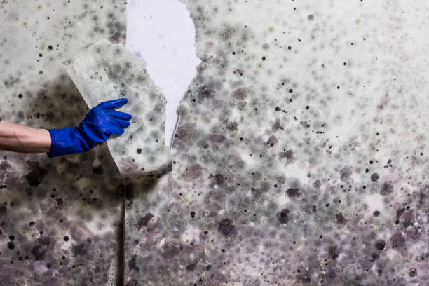 Best Commercial Mold Remediation in Jupiter Farms, FL