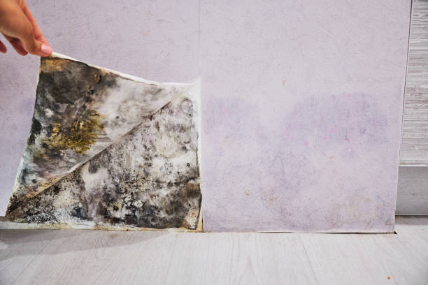 Best DIY Mold Remediation Support Services in Jupiter Farms, FL